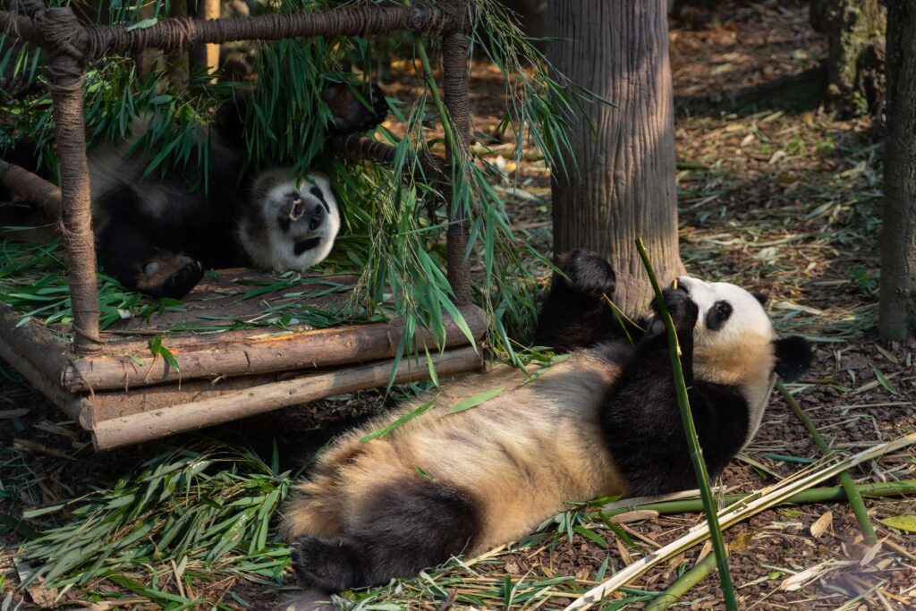 Pandas eating plant